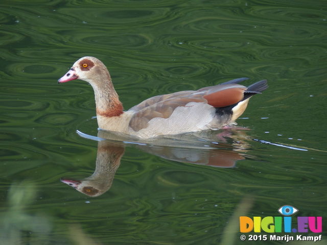 FZ017301 Egyptian Goose (Alopochen aegyptiacus)